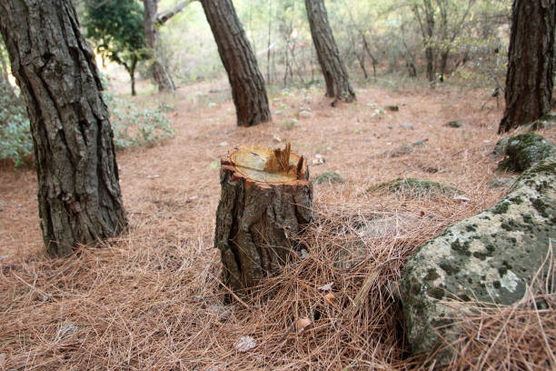 Best Tree Cabling and Bracing  in Oak Grove, AL